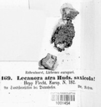 Tephromela atra image